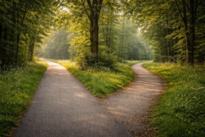 Gabelung im Wald bei Sonnenlicht